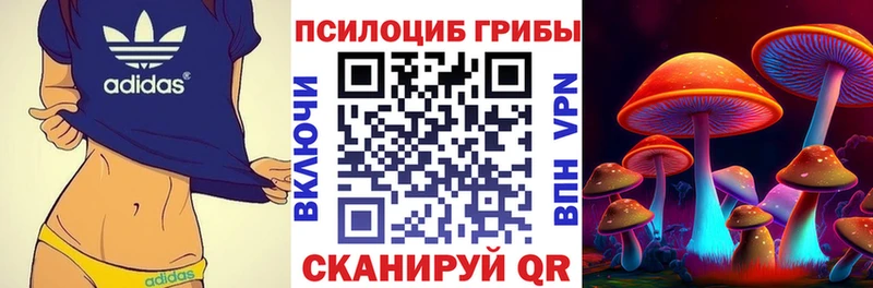 Галлюциногенные грибы Psilocybe  купить наркоту  Ильский 